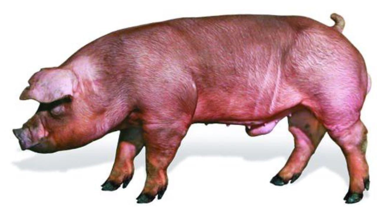 Duroc